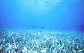 Seagrass Beds Appear On Navigational Charts In